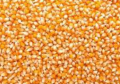 PopCorn (Pop Ear Making Corn) 500gm. 