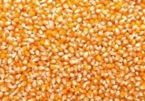 PopCorn%20(Pop%20Ear%20Making%20Corn)%20500gm%20-%20Image%203