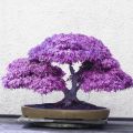 20 Pcs Rare Colour Purple Maple Bonsai Seeds. 