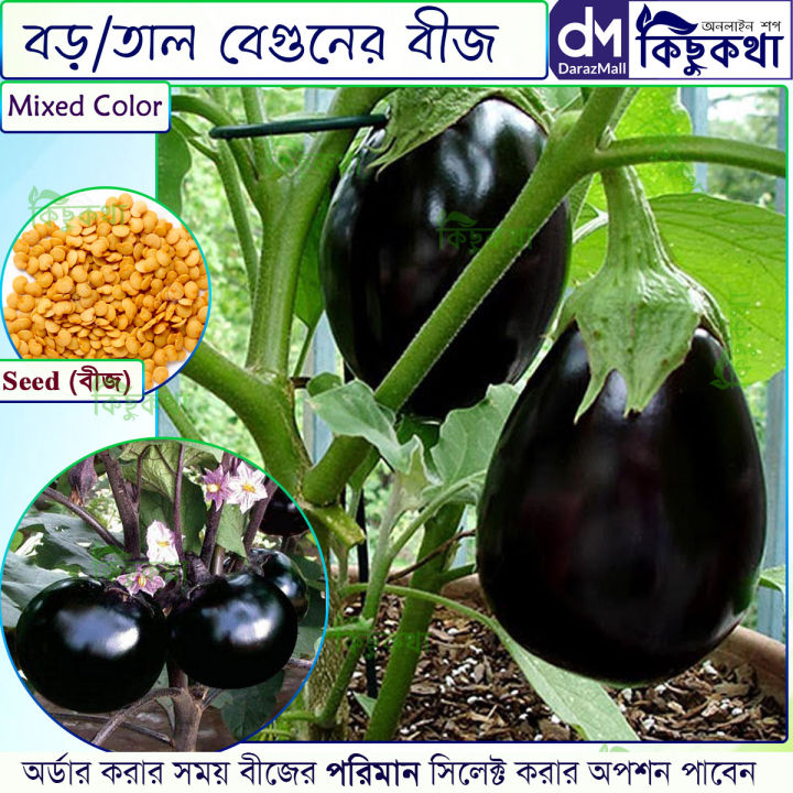 তাল বেগুন/Gaint Brinjal Seed - 20/40 pcs Seed - বড় কালো তাল বেগুনের ...