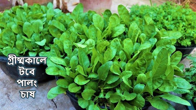 Vermi%20compost%20Premium%20Fertilizer%20(Kecho%20Shar)%201%20Kg%20100%25%20Organic%20Re-Pack%20-%20Image%205