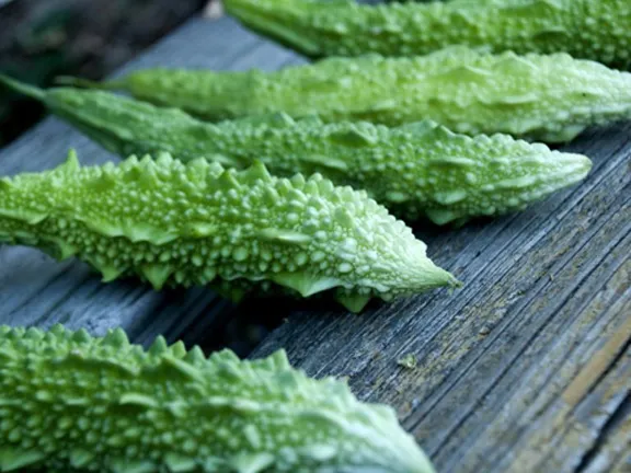 Hybride%20Uste%20Balsom%20Seed-25%20Pcs%20-%20Image%203