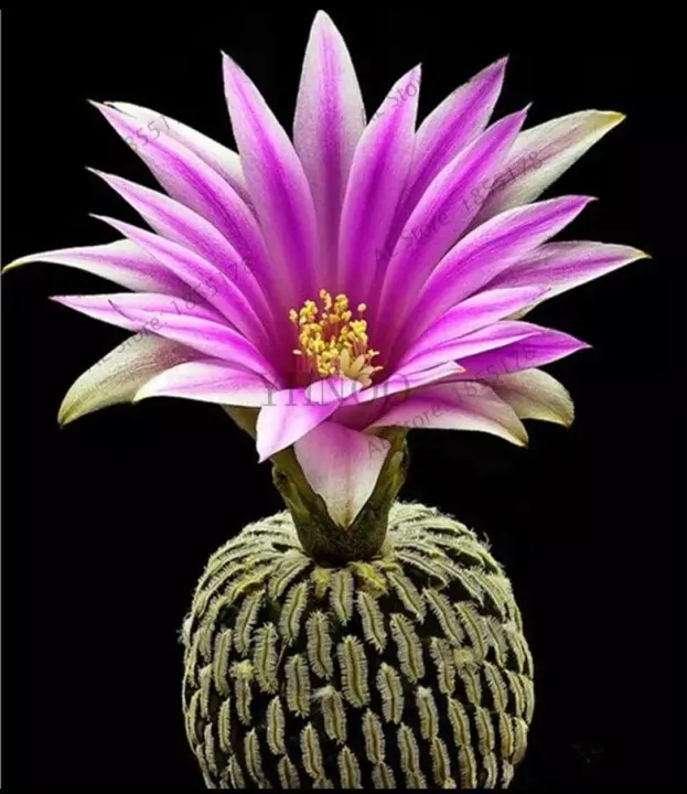 Colorful%20Lithops%20Seeds%20for%20Plants%20-%2010%20pcs%20-%20Image%202