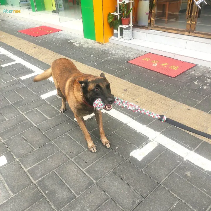 Outdoor%20Bungee%20Tug%20Toy%20Hanging%20Bungee%20for%20Aggressive%20Chewers%20Entertaining%20Gray%20-%20Image%205