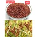 Finger Millet Ragi 1 kg. 