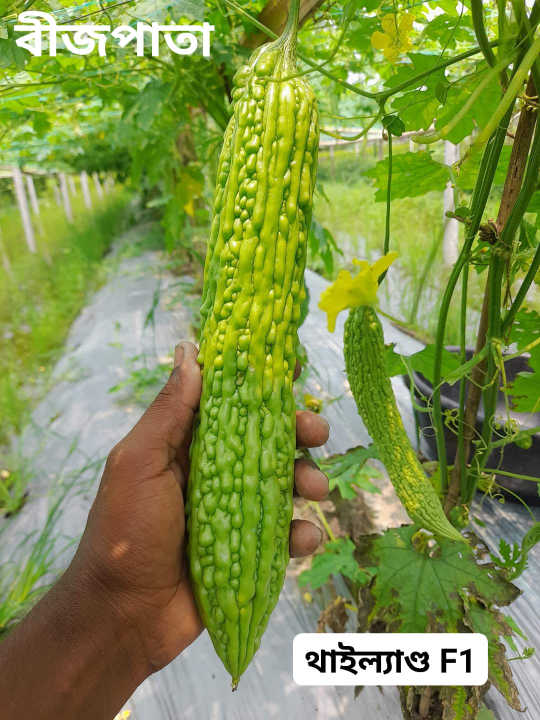 Bitter%20Gourd%20Seed%20Thailand%20-%20Image%204