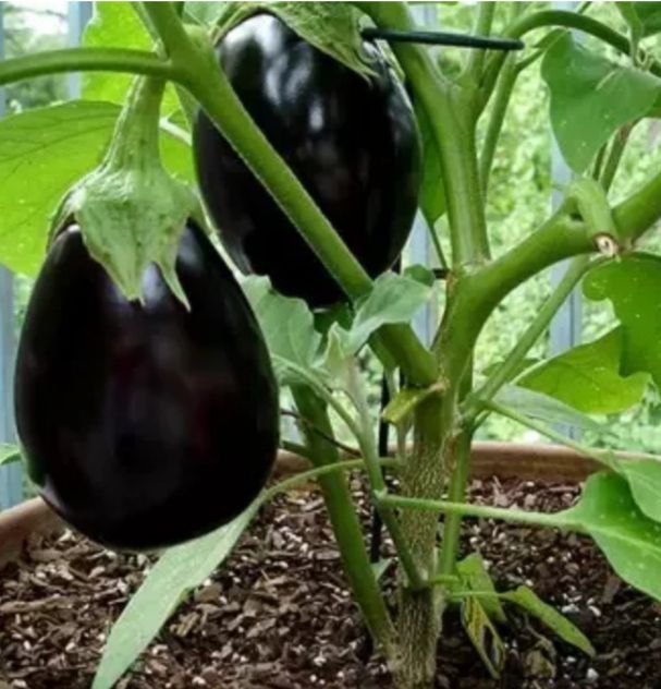 Thailand%20r%20tal%20begon%2040%20pcs%20seeds.%20-%20Image%202