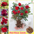 30 Pcs Seeds Global Perennial Red Rose Tree Flower Seeds. 
