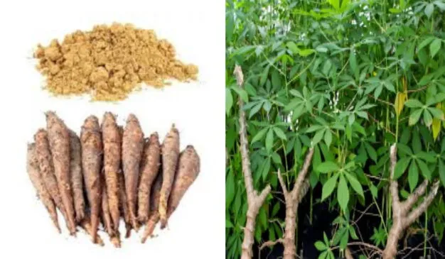 Shimul%20Powder%20-%20100%20gm/Shimul%20mul%20gura%20-%20Image%205