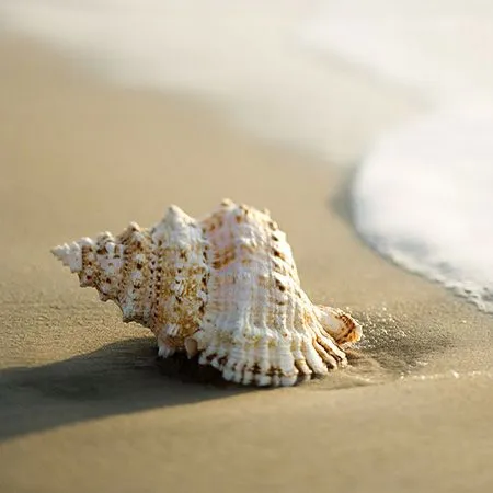 Conch%20Powder%20Shongkho%20Gura%2050%20Gm%20-%20Image%203