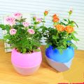 Rose Bonsai Miniature Rose bonsai A Little Cute Plants For Miniature Garden Plant Potted Gift Flower plant & seeds (বীজ). 