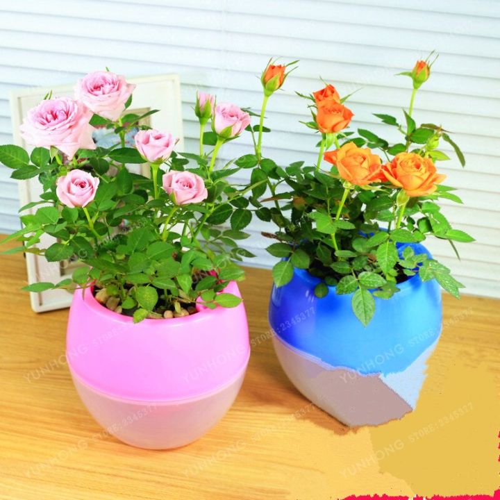Rose%20Bonsai%20Miniature%20Rose%20bonsai%20A%20Little%20Cute%20Plants%20For%20Miniature%20Garden%20Plant%20Potted%20Gift%20Flower%20plant%20&%20seeds%20(%E0%A6%AC%E0%A7%80%E0%A6%9C)%20-%20Image%207