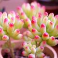 100pcs Mix Lithops bonsai Living Stones Flower Succulent Cactus Organic Plant Home Garden.