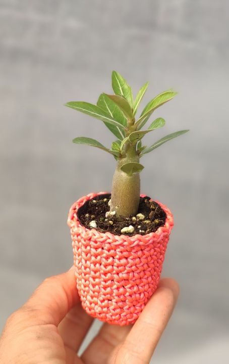Adenium%20Flower%20Bonsai%20Small%20Plant%20-%2001%20pcs%20Mixed%20Color%20Flower%204%20Month%20Age%20Plant%20-%20Image%204