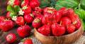 Exceotional Quality - Organic Red Strawberry Seed -150 + PC Seed (imported global seeds) - Sustainable Option - To Exprerience Greatness.