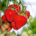 Red Strawberry Imported Global Seeds -30 pcs Seeds. 