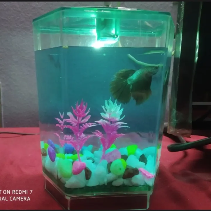 Betta%20Aquarium%20,%20Betta%20%20House%20With%20Light%20,%20Fish%20Tank.%20-%20Image%204