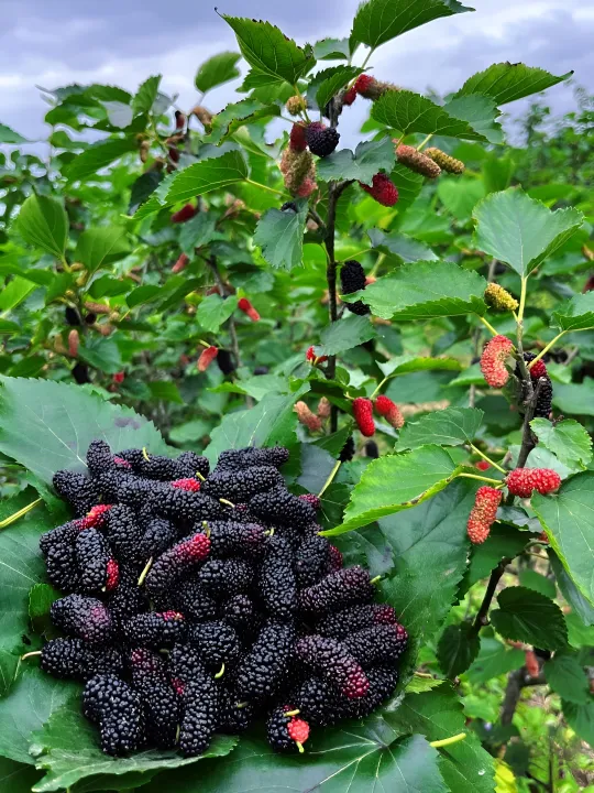 Hybrid%20Sweet%20Malberry%20Fruits%20Seeds%20-20+%20Pcs%20Seeds%20-%20Image%203