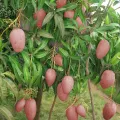 সূর্যডিম /মিয়াজাকি আমের চারা. 