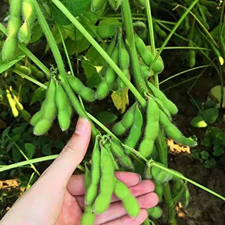 20%20Pcs%20-%20Soybean%20Tree%20Seeds%20-%20Image%202