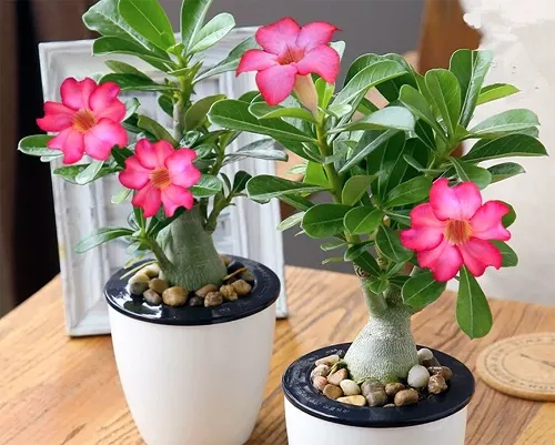 Adenium%20Flower%20Bonsai%20Small%20Plant%20-%2001%20pcs%20Mixed%20Color%20Flower%204%20Month%20Age%20Plant%20-%20Image%206