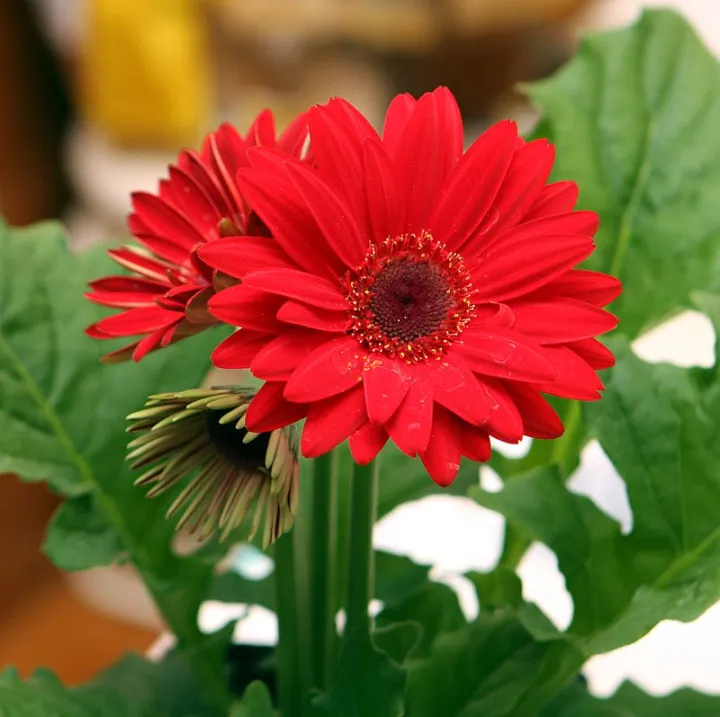 %E0%A6%9C%E0%A6%BE%E0%A6%B0%E0%A6%AC%E0%A7%87%E0%A6%B0%E0%A6%BE%20Beautiful%20Gerbera%20Daisy%20Flower%20Seeds%20-%2010%20+%20Pcs%20Seeds%20-%20Image%202