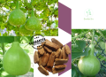 Hybrid Round Bottle Gourd/ Lau Seeds Re-packed-10 pc Seeds + Gift. 