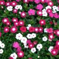 Morning Glory Seeds Japanese Rosita Morning Glory - 15 Pcs Seeds. 