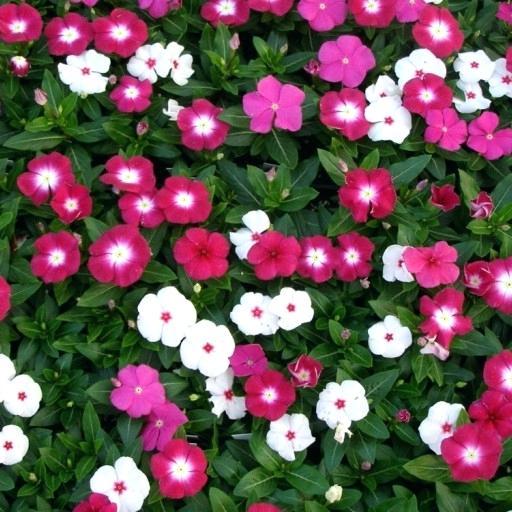 Morning%20Glory%20Seeds%20Japanese%20Rosita%20Morning%20Glory%20-%2015%20Pcs%20Seeds%20-%20Image%203