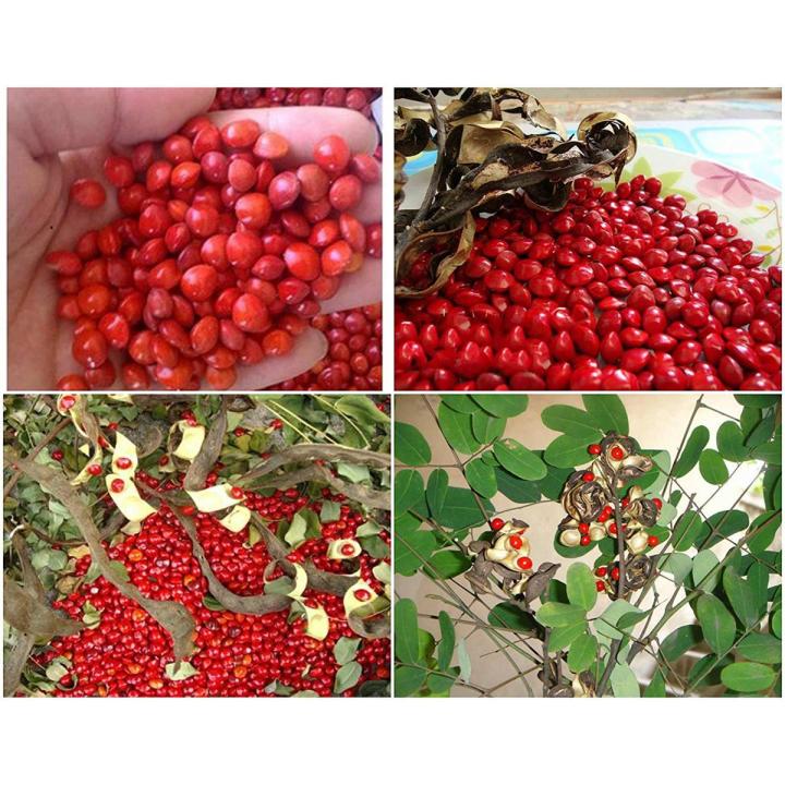 Blood Sandalwood Tree Seeds All Season-5 Pcs