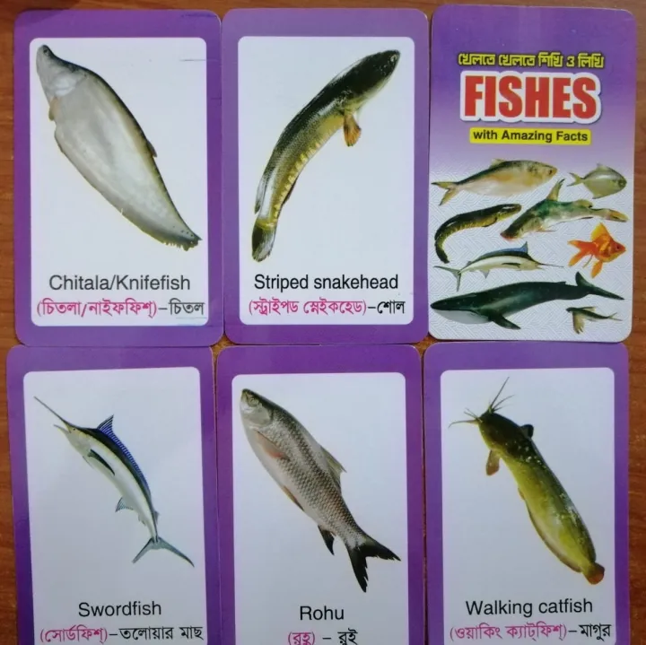 Fish%20Flash%20Card%20for%20Kids%20Early%20Learning%2024%20Cards%20-%20Image%207