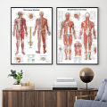 Human Skeletal Frame Organs Medical Poster Modern Anatomy Muscle Skeleton Decor Wall Art Canvas Painting Pictures Prints Artwork. 