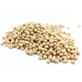 Soybean Seeds(Soybean dana) 500 gm. 