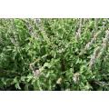 Basil Bonsai Garden Seeds Home And Garden Plant Seeds - 50 pcs.