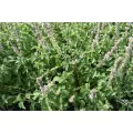 Basil Tree Bonsai Garden Seeds Home And Garden Plants- 50 pcs. 