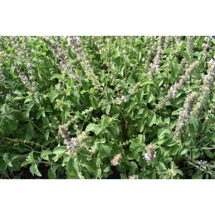 Basil Bonsai Garden Seeds Home And Garden Plant Seeds - 50 pcs