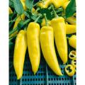 Bonsai Vegetable Lemon Drop HOT Chilli Seeds Organic Seeds Prolific garden decoration plant 20pcs. 