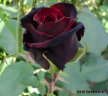 Global Red Night Black Roses Flower Seeds - 30+ Pcs Seeds. 