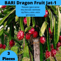 BARI Dragon Fruit Jat-1 (3 Pieces). 