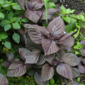 45pics Red Color Mint leaves Seeds (লাল পুদিনাপাতার বীজ ) + Gift.