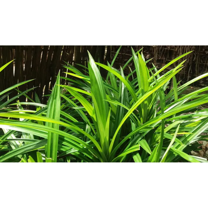 সুগন্ধি বিলানো পোলাওপাতা /পায়েস পাতা/ভাত সুগন্ধি পাতা। ফিরনিপাতা। ( ৫ ...