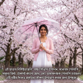 Cherry Blossom Printed Clear Umbrella Three-Fold Transparent Umbrella Rain Gear Outdoor Sunshade Uv Protection.