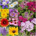 Global Rare Perennial Flower Seeds - 30 Pcs Seeds.