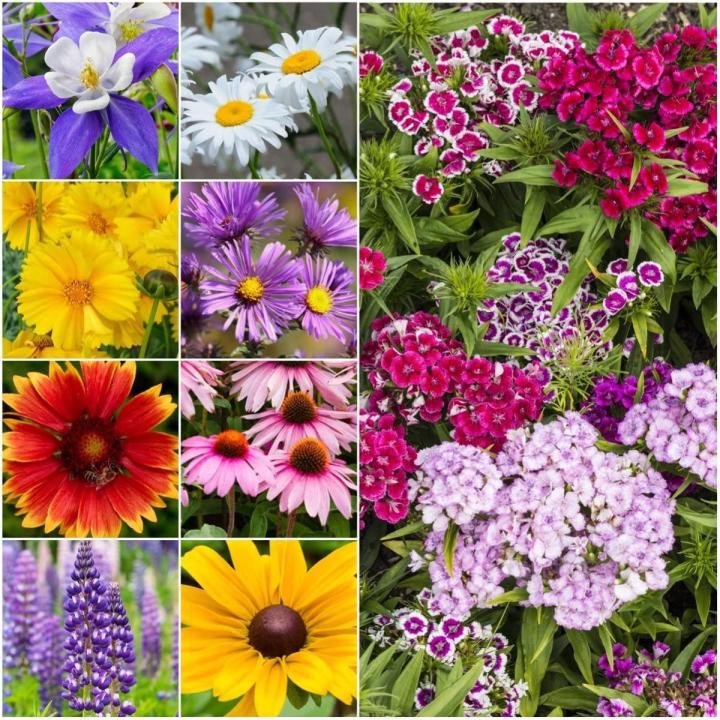 Global Rare Perennial Flower Seeds - 30 Pcs Seeds