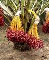 (সৌদি খেজুরের বড় চারা)big tree Tissue culture seedlings of Saudi dates Mary saplings Tree height: 1.5 feet feet Yield will come after 20 months..
