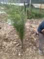 (সৌদি খেজুরের বড় চারা)big tree Tissue culture seedlings of Saudi dates Mary saplings Tree height: 1.5 feet feet Yield will come after 20 months..
