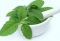 Indispensable - Fresh Green Holy Basil (Tulsi Plant) seeds - 40 Pieces for Holistic Health and Wellness - Tools, DIY & Outdoor. 