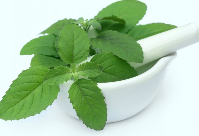 Indispensable%20-%20Fresh%20Green%20Holy%20Basil%20(Tulsi%20Plant)%20seeds%20-%2040%20Pieces%20for%20Holistic%20Health%20and%20Wellness%20-%20Tools,%20DIY%20&%20Outdoor%20-%20Image%202