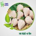 White Strawberry Hybrid Seeds 20 Pice. 