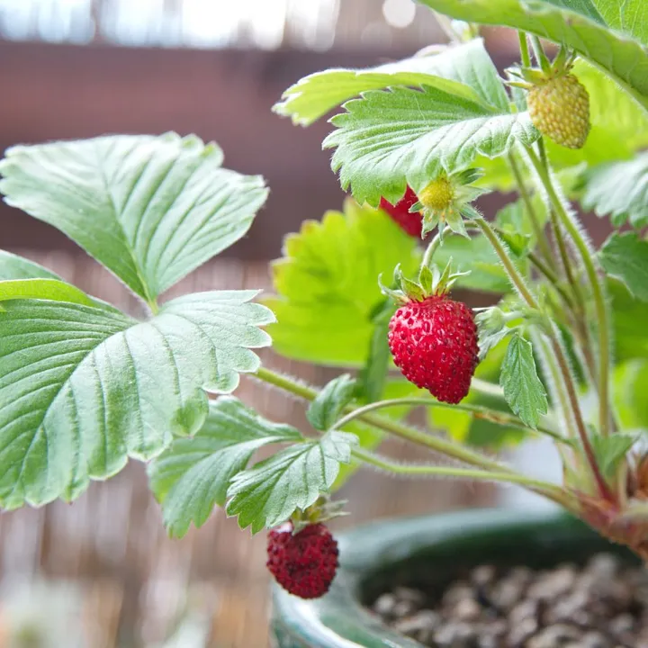 20Pcs%20Red%20Strawberry%20Climbing%20Strawberry%20Four%20Season%20Fruits%20Seeds%20-%20Image%203